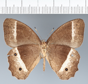  ( - CFC42350)  @11 [ ] copyright (2022) Center For Collection-Based Research Center For Collection-Based Research