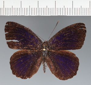  ( - CFC42989)  @11 [ ] copyright (2023) Center For Collection-Based Research Center For Collection-Based Research
