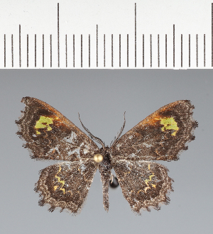  (Geometridae_gen sp. CF04 - CFC43051)  @11 [ ] copyright (2023) Center For Collection-Based Research Center For Collection-Based Research