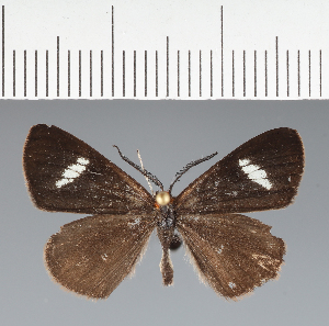  (Geometridae_gen sp. CF01 - CFC43071)  @11 [ ] copyright (2023) Center For Collection-Based Research Center For Collection-Based Research
