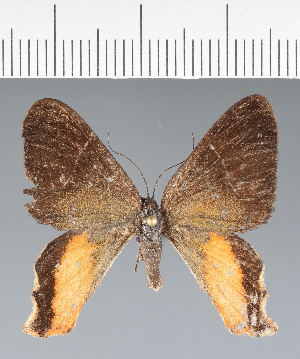  (Geometridae_gen sp. CF06 - CFC43102)  @11 [ ] copyright (2023) Center For Collection-Based Research Center For Collection-Based Research