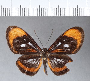  (Ithomeis aurantiaca mimica - CFC04315)  @11 [ ] Copyright (2018) Center For Collection-Based Research Center For Collection-Based Research