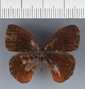  (Manerebia sp. CF13 - CFC43621)  @11 [ ] copyright (2023) Center For Collection-Based Research Center For Collection-Based Research