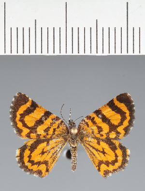  (Geometridae_gen sp. CF08 - CFC43682)  @11 [ ] copyright (2023) Center For Collection-Based Research Center For Collection-Based Research