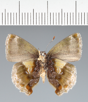  ( - CFC43819)  @11 [ ] copyright (2023) Center For Collection-Based Research Center For Collection-Based Research