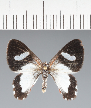  (Geometridae_gen sp. CF05 - CFC43824)  @11 [ ] copyright (2023) Center For Collection-Based Research Center For Collection-Based Research