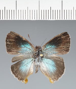  ( - CFC43827)  @11 [ ] copyright (2023) Center For Collection-Based Research Center For Collection-Based Research