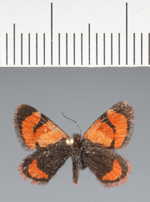  (Geometridae_gen sp. CF11 - CFC43838)  @11 [ ] copyright (2023) Center For Collection-Based Research Center For Collection-Based Research