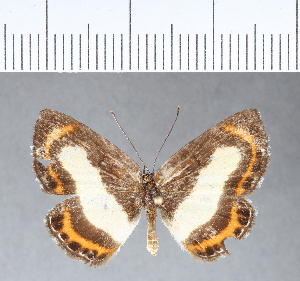  ( - CFC04423)  @13 [ ] Copyright (2018) Center For Collection-Based Research Center For Collection-Based Research