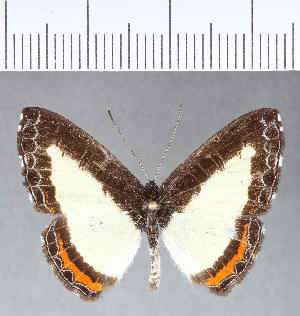  ( - CFC04879)  @11 [ ] Copyright (2018) Center For Collection-Based Research Center For Collection-Based Research