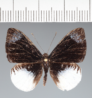  ( - CFC04994)  @11 [ ] copyright (2022) Center For Collection-Based Research Center For Collection-Based Research