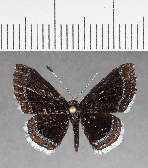  ( - CFC05133)  @11 [ ] Copyright (2018) Center For Collection-Based Research Center For Collection-Based Research