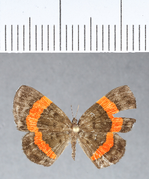  (Phaenochitonia pyrsodes - CFC05227)  @11 [ ] Copyright (2018) Center For Collection-Based Research Center For Collection-Based Research