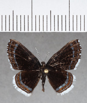  ( - CFC05237)  @11 [ ] Copyright (2018) Center For Collection-Based Research Center For Collection-Based Research
