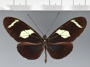  (Heliconiini_gen sp. CF09 - CFC05530)  @11 [ ] copyright (2023) Center For Collection-Based Research Center For Collection-Based Research