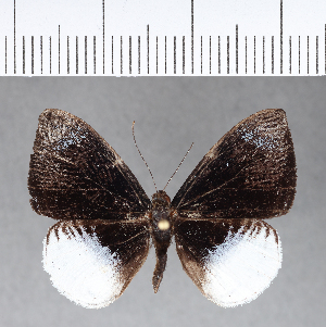  ( - CFC05766)  @11 [ ] Copyright (2018) Center For Collection-Based Research Center For Collection-Based Research