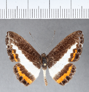  ( - CFC05954)  @13 [ ] Copyright (2018) Center For Collection-Based Research Center For Collection-Based Research