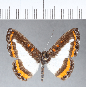  ( - CFC06029)  @11 [ ] Copyright (2018) Center For Collection-Based Research Center For Collection-Based Research