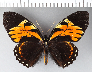  (Papilio zagreus - CFC06445)  @11 [ ] Copyright (2018) Center For Collection-Based Research Center For Collection-Based Research