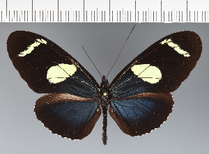  (Heliconiini_gen sp. CF11 - CFC06705)  @11 [ ] copyright (2023) Center For Collection-Based Research Center For Collection-Based Research