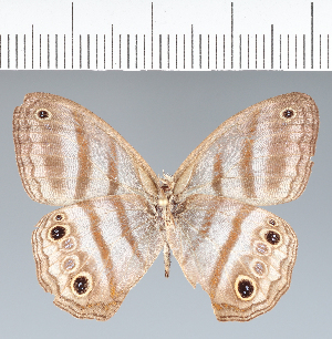  ( - CFC06808)  @11 [ ] copyright (2022) Center For Collection-Based Research Center For Collection-Based Research