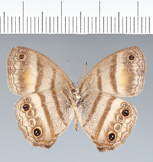  ( - CFC06809)  @11 [ ] copyright (2022) Center For Collection-Based Research Center For Collection-Based Research