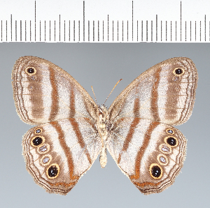  ( - CFC06815)  @11 [ ] copyright (2022) Center For Collection-Based Research Center For Collection-Based Research