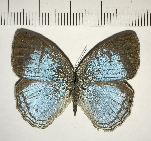  (Caeruleuptychia coelestis - CFC06820)  @14 [ ] Copyright (2018) Center For Collection-Based Research Center For Collection-Based Research