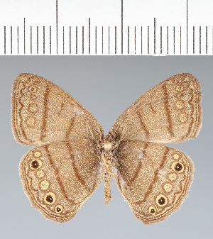  ( - CFC07082)  @11 [ ] copyright (2022) Center For Collection-Based Research Center For Collection-Based Research