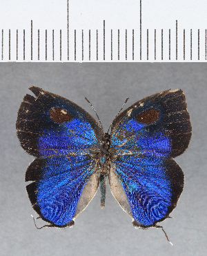  ( - CFC07164)  @11 [ ] Copyright (2018) Center For Collection-Based Research Center For Collection-Based Research