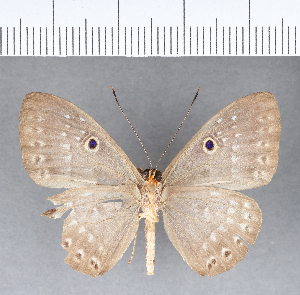  (Eurybia sp. CF02 - CFC07415_2)  @13 [ ] Copyright (2019) Center For Collection-Based Research Center For Collection-Based Research