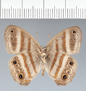  ( - CFC07487)  @11 [ ] copyright (2022) Center For Collection-Based Research Center For Collection-Based Research