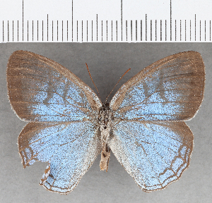  (Caeruleuptychia sp. CF01 - CFC07492)  @11 [ ] copyright (2020) Center For Collection-Based Research Center For Collection-Based Research