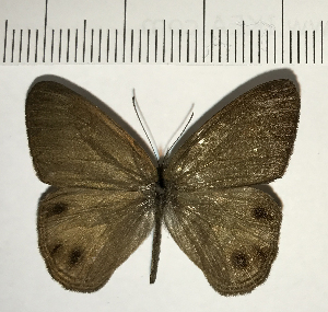  (Splendeuptychia clementia - CFC07810)  @11 [ ] Copyright (2018) Center For Collection-Based Research Center For Collection-Based Research