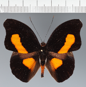  (Catonephele sp. CF02 - CFC07837)  @11 [ ] copyright (2023) Center For Collection-Based Research Center For Collection-Based Research