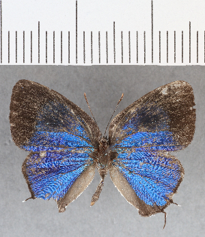  ( - CFC00805)  @12 [ ] Copyright (2019) Center For Collection-Based Research Center For Collection-Based Research