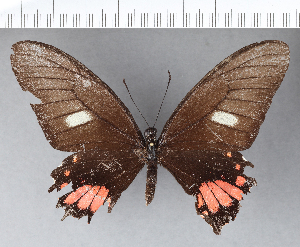  (Papilio torquatus - CFC08053)  @13 [ ] Copyright (2018) Center For Collection-Based Research Center For Collection-Based Research