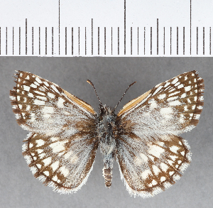  ( - CFC08067)  @11 [ ] Copyright (2018) Center For Collection-Based Research Center For Collection-Based Research