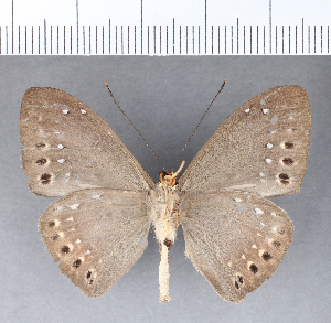  ( - CFC08230)  @11 [ ] Copyright (2018) Center For Collection-Based Research Center For Collection-Based Research