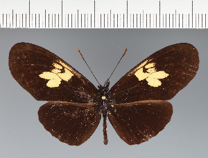  (Heliconiini_gen sp. CF10 - CFC08423)  @11 [ ] copyright (2023) Center For Collection-Based Research Center For Collection-Based Research