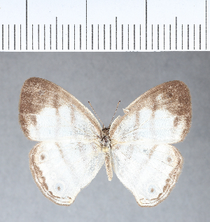  (Euptychia westwoodi muli - CFC08474)  @14 [ ] Copyright (2018) Center For Collection-Based Research Center For Collection-Based Research