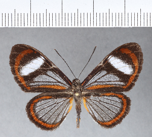  (Ithomeis aurantiaca - CFC08627)  @11 [ ] Copyright (2018) Center For Collection-Based Research Center For Collection-Based Research