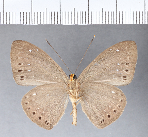  (Eurybia sp. CF99 - CFC08778)  @11 [ ] Copyright (2018) Center For Collection-Based Research Center For Collection-Based Research