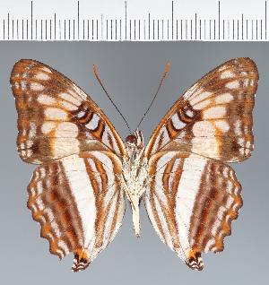  (Adelpha thesprotia - CFC08787)  @11 [ ] copyright (2023) Center For Collection-Based Research Center For Collection-Based Research
