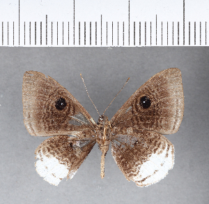  ( - CFC08967)  @11 [ ] Copyright (2018) Center For Collection-Based Research Center For Collection-Based Research