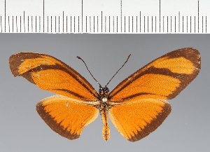  (Heliconiini_gen sp. CF20 - CFC09055)  @11 [ ] copyright (2023) Center For Collection-Based Research Center For Collection-Based Research