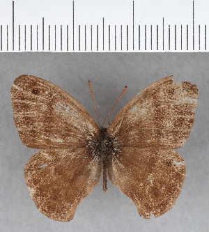  (Euptychia padroni - CFC09162)  @11 [ ] Copyright (2018) Center For Collection-Based Research Center For Collection-Based Research