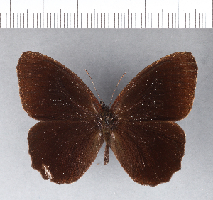  (Pedaliodes peregrina - CFC09207_2)  @11 [ ] Copyright (2019) Center For Collection-Based Research Center For Collection-Based Research