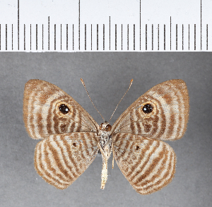  ( - CFC09459)  @11 [ ] Copyright (2018) Center For Collection-Based Research Center For Collection-Based Research