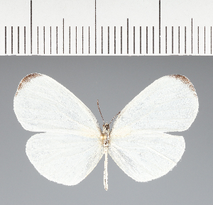  (Pieridae_gen sp. CF155 - CFC09656)  @11 [ ] copyright (2023) Center For Collection-Based Research Center For Collection-Based Research